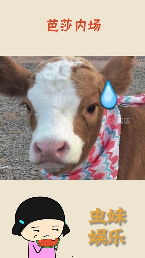 娱乐吃瓜酱的作品,揭秘娱乐圈那些不为人知的幕后故事